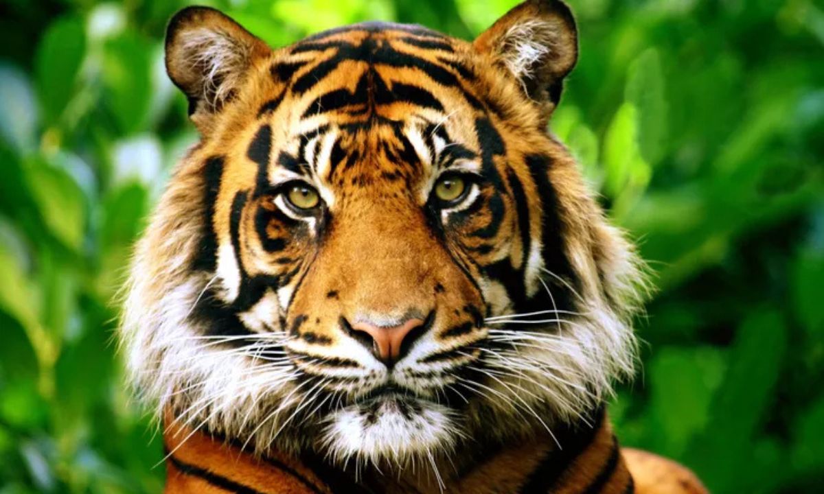 tiger sighting cincinnati ohio